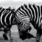 24 من أمتع المعلومات عن الحيوانات