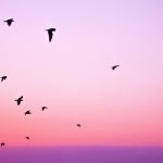 3 عناصر مهمة في بحث عن السلام