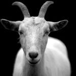 4 معلومات مهمة عن برج شهر 1