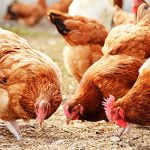 4 مراحل للبدء في مشروع تربية الدواجن ونجاحه