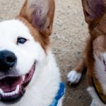 5 من أنواع الكلاب يجب عليك أن تعرفهم