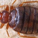 ما هي حشرة البق؟ أبرز 4 علامات على وجودها