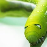 3 معلومات مهمة سلاسل غذائية للحيوانات