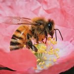 3 معلومات مهمة توضح أهم خصائص المفصليات