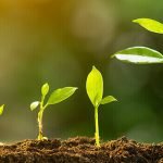 3 معلومات حول البناء الضوئي .. عملية حيوية لا غنى عنها في النبات