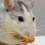 6 معلومات توضح تفسير الفأر في المنام