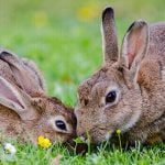 7 معلومات توضح كيفية تربية الأرانب في البيت