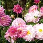 7 حقائق علمية تعرف عليها عن عملية البناء الضوئي