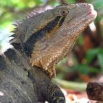 8 معلومات عن الزواحف .. الكائنات الحية الأكثر تنوّعاً في الطبيعة