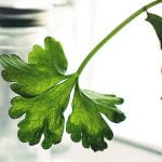 8 من أهم فوائد السدرة