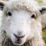 ما هي شروط العقيقة؟ تعرف على مقدارها ووقتها واختيارها كما ورد بالسُنة النبوية