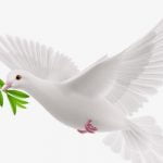 تعريف السلم .. 5 جوانب حول السلام وتطبيقه في العالم