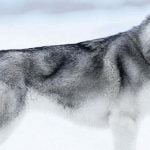 لهواة تربية الكلاب .. تعرف على أهم 12 من أشرس أنواع الكلاب في العالم