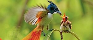 معلومات عامة عن عالم الطيور والحيوان.. قد لا تعرفها