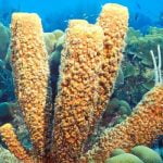 ما أهمية الإسفنجيات؟ تعرف على 3 من أنواعها و7 من خصائصها