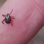 تعرف على كيفية القضاء على بق الفراش نهائياً بــــ 7 وسائل آمنة