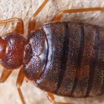 طريقة القضاء على البق نهائياً.. 8 طرق فعالة