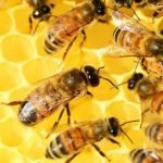 كيف تربي النحل؟ 8 خطوات تحتاج للقيام بها.. مع نصائح لتختار النوع المناسب