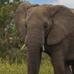 ماذا يسمى صوت الفيل؟ 12 معلومة عن أضخم حيوان يعيش على اليابسة