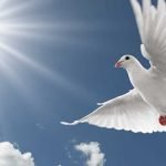 بحث حول السِّلْم من 4 نقاط.. تعرف على ثمرة السِّلْمُ والسلام على الفرد والمجتمع