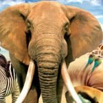 ما هي خصائص الحيوانات؟ وكيف تساهم بالحفاظ على التوازن البيئي؟