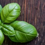 14 من أهم فوائد الحبق