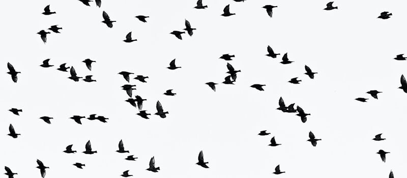 3 معلومات مهمة عن قصيدة صوت البلبل