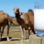 10 جوانب صحية لفوائد حليب الناقة .. تعرف عليها