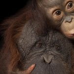 5 من أهم خصائص الثدييات .. مملكة الحيوانات الأهم على كوكب الأرض