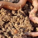 5 معلومات وحقائق علمية عن الديدان الحلقية