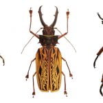 ماذا تعرف عن خصائص المفصليات؟ 6 حقائق علمية حول فصيلة المفصليات