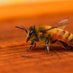 النحل ثلاثة أنواع .. 12 حقيقة علمية عن النحل