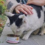 أهمية الرفق بالحيوان.. 4 منافع تعود عليك