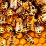 ما هو اسم بيت النحل .. 8 معلومات وحقائق علمية عن حياة النحل