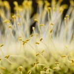 4 من أهم فوائد وأضرار حبوب اللقاح .. حبوب مفيدة ولكن لها بعض المحاذير الطبية