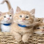 3 نصائح لتربية القطط الصغيرة فى المنازل