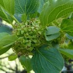 4 جوانب صحية لفوائد نبق السدر