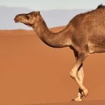 5 من أهم فوائد شحمة الجمل .. هل تعرفها؟