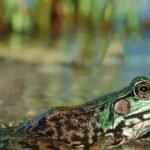 ما تريد معرفته عن البرمائيات وخصائصها بــ 11 معلومة متنوعة