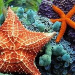 5 حقائق علمية عن شوكيات الجلد