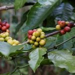 6 معلومات هامة حول فوائد قشر القهوة