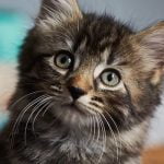 8 معلومات عن القطط .. تعرف أكثر على أهم حيوان أليف قريب للإنسان