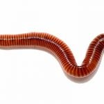 تفسير الدود في المنام .. 7 تأويلات من كتب التفسير لرؤيا الدودة في الحلم