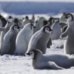 تعرف على فوائد دراسة سلوك الحيوانات .. 5 سلوكيات لكل حيوان منذ ولادته