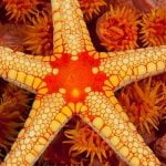 ما هي اللافقاريات؟ تعرف على أهم 7 أنواع منها وخصائصها