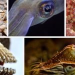 5 معلومات علمية حول الرخويات