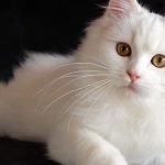 7 حقائق ومعلومات عن القطط الشيرازي