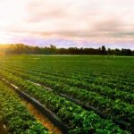 تعرف على 5 معلومات عن أهمية الزراعة في مصر