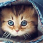 تعرف على 16 نوع من القطط