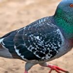 ما هي طريقة تربية الحمام البلدي؟ 5 خطوات سهلة لذلك